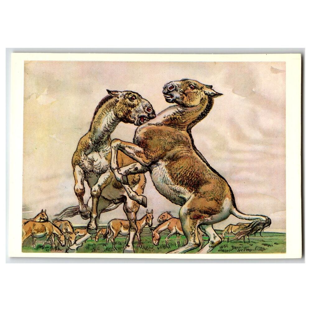 1979 Russian USSR Turkmen Kulan Wild Horse Art Postcard Equus Hemionus Boddo